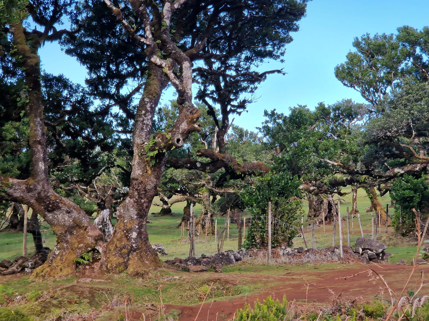 West Tour Madeira with Laurissilva Forest