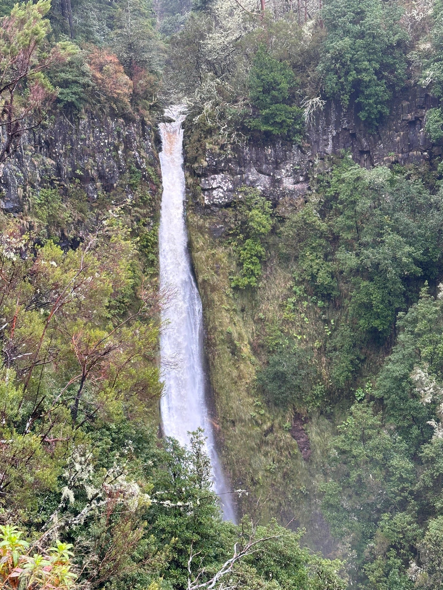 East Tour Madeira with Laurissilva Forest
