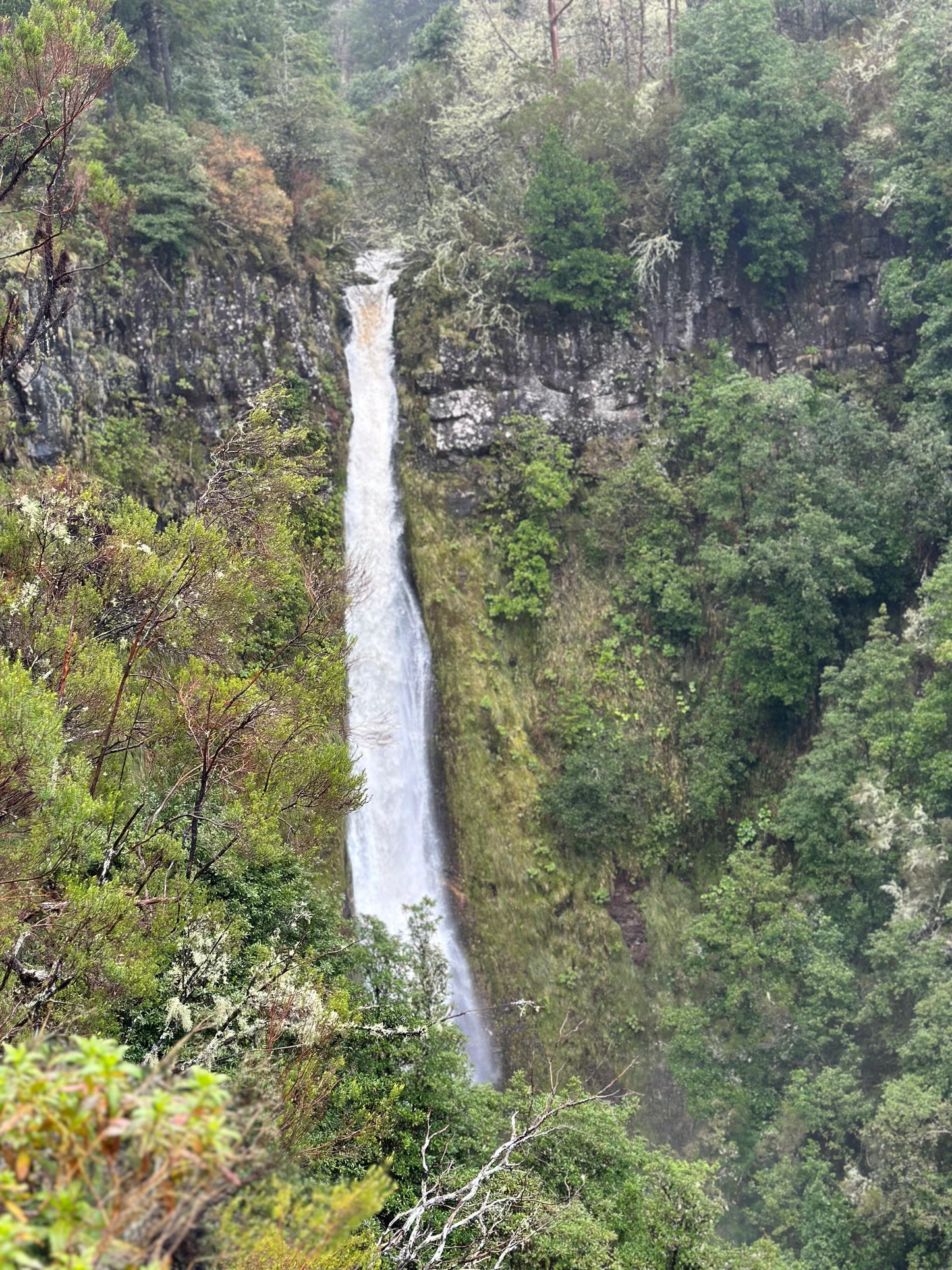 East Tour Madeira with Laurissilva Forest