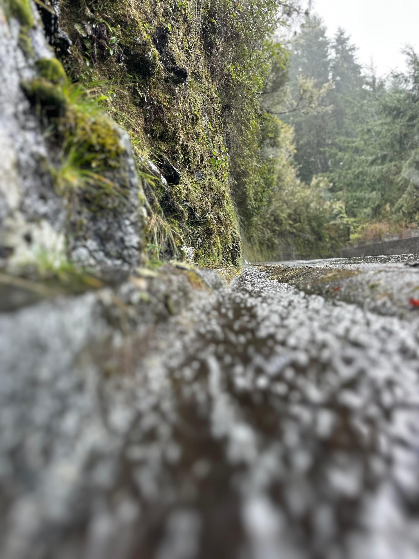 East Tour Madeira with Laurissilva Forest