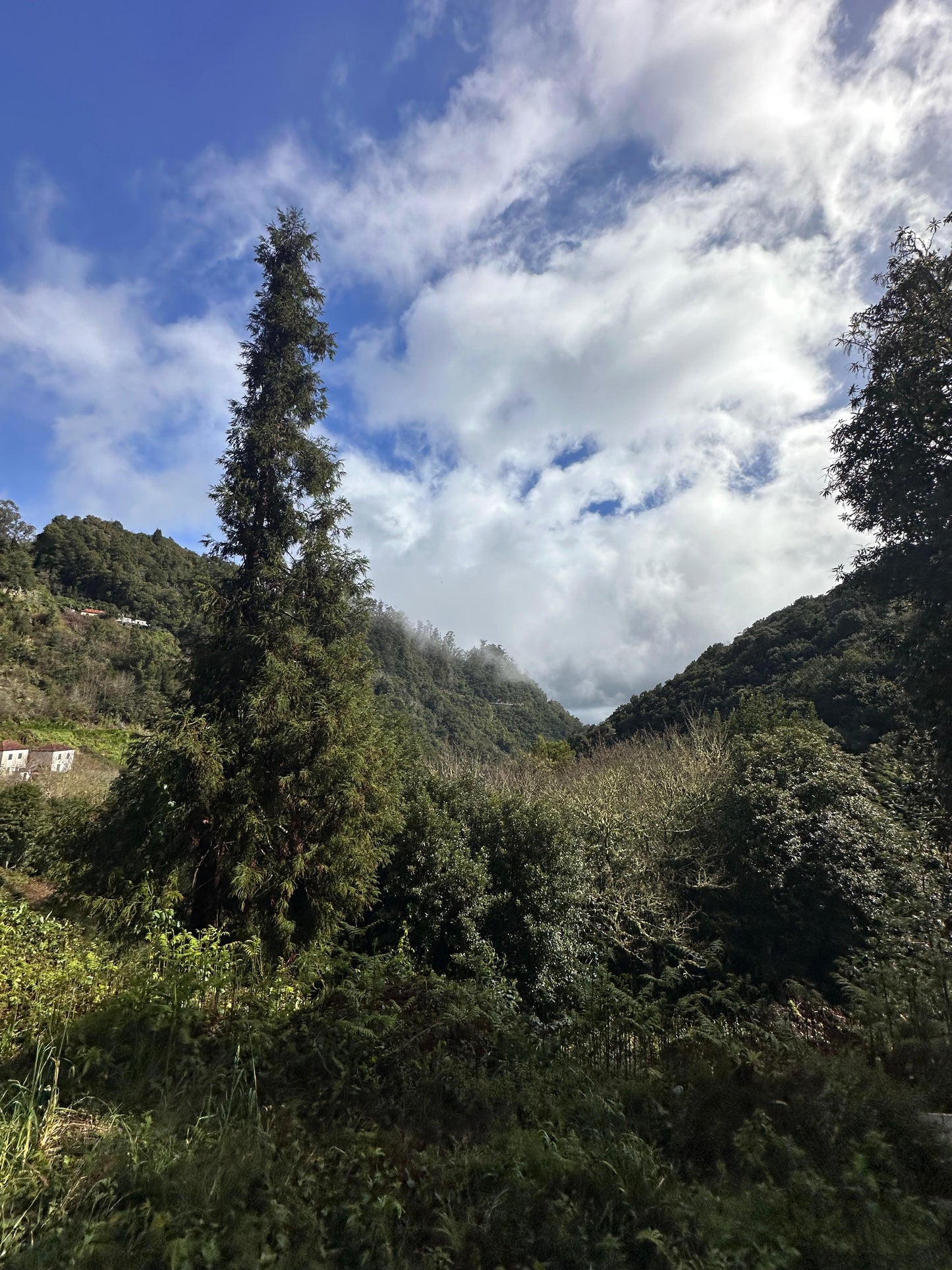 East Tour Madeira with Laurissilva Forest
