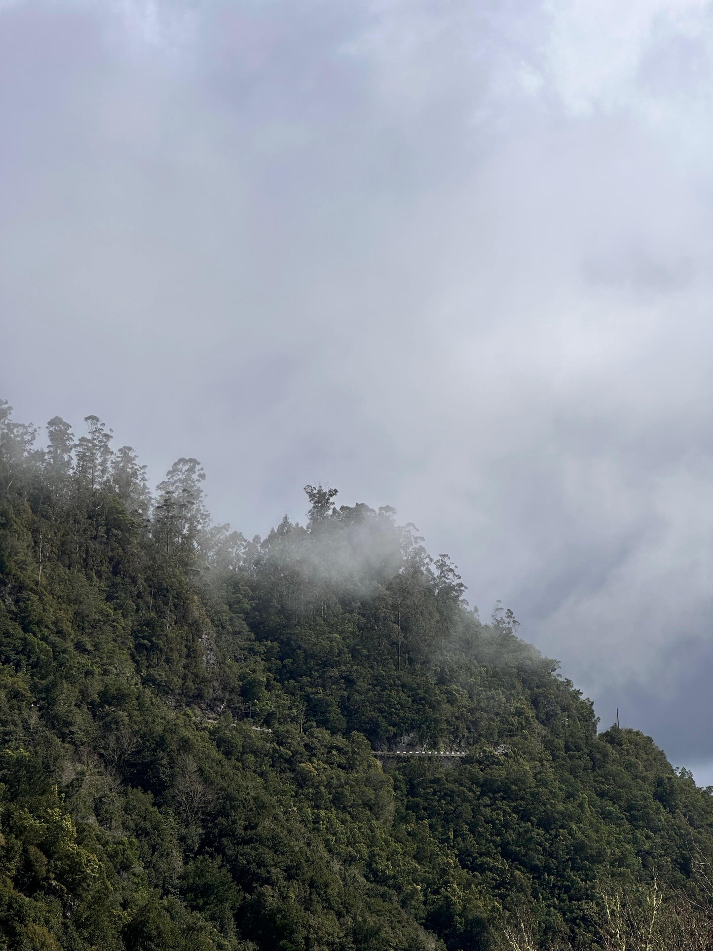 East Tour Madeira with Laurissilva Forest