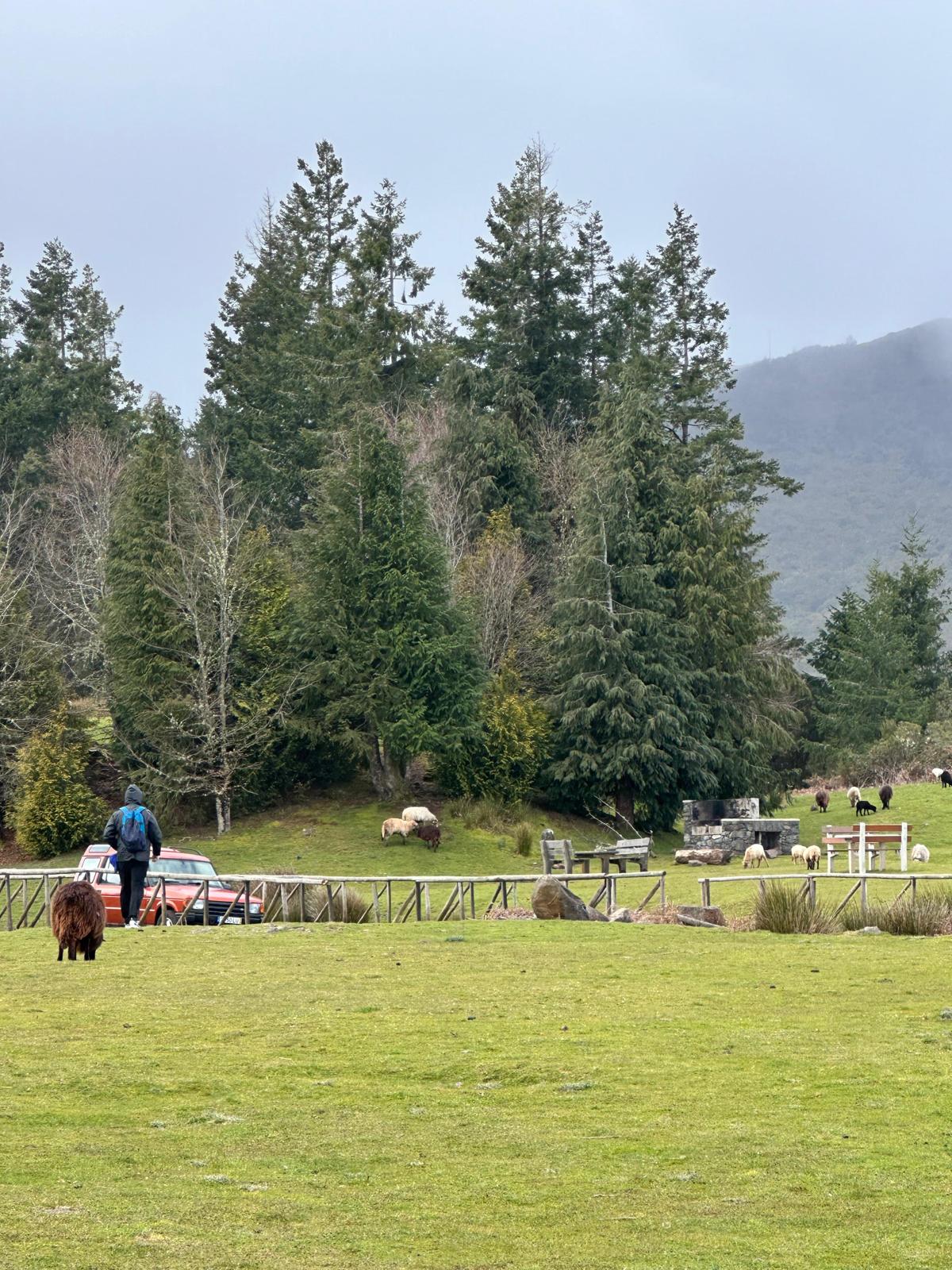 Jeep Central Tour Madeira (Half-Day)