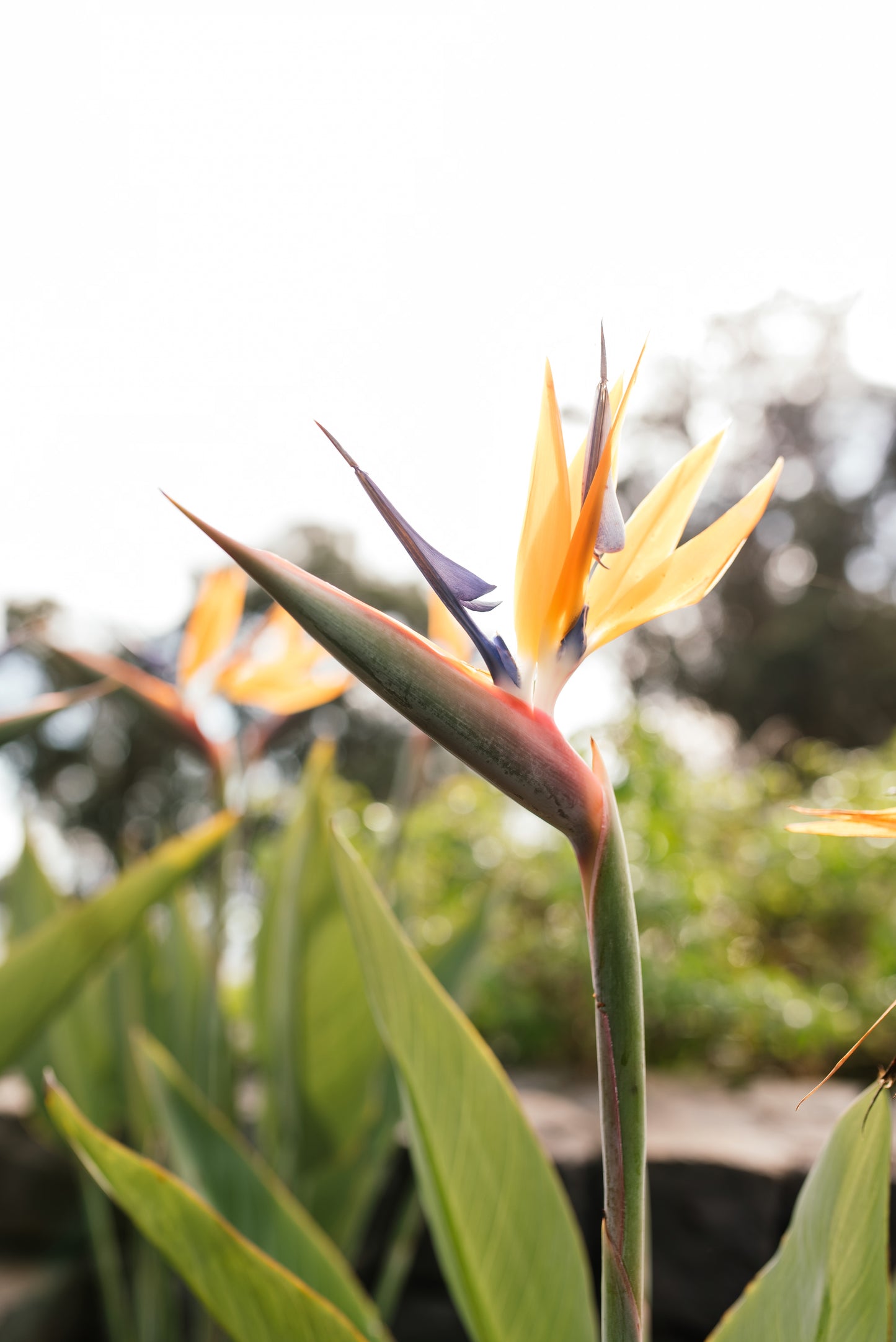 West Tour Madeira with Laurissilva Forest