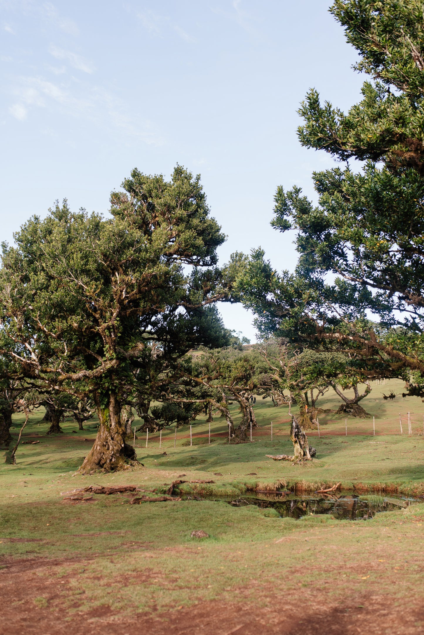 West Tour Madeira with Laurissilva Forest