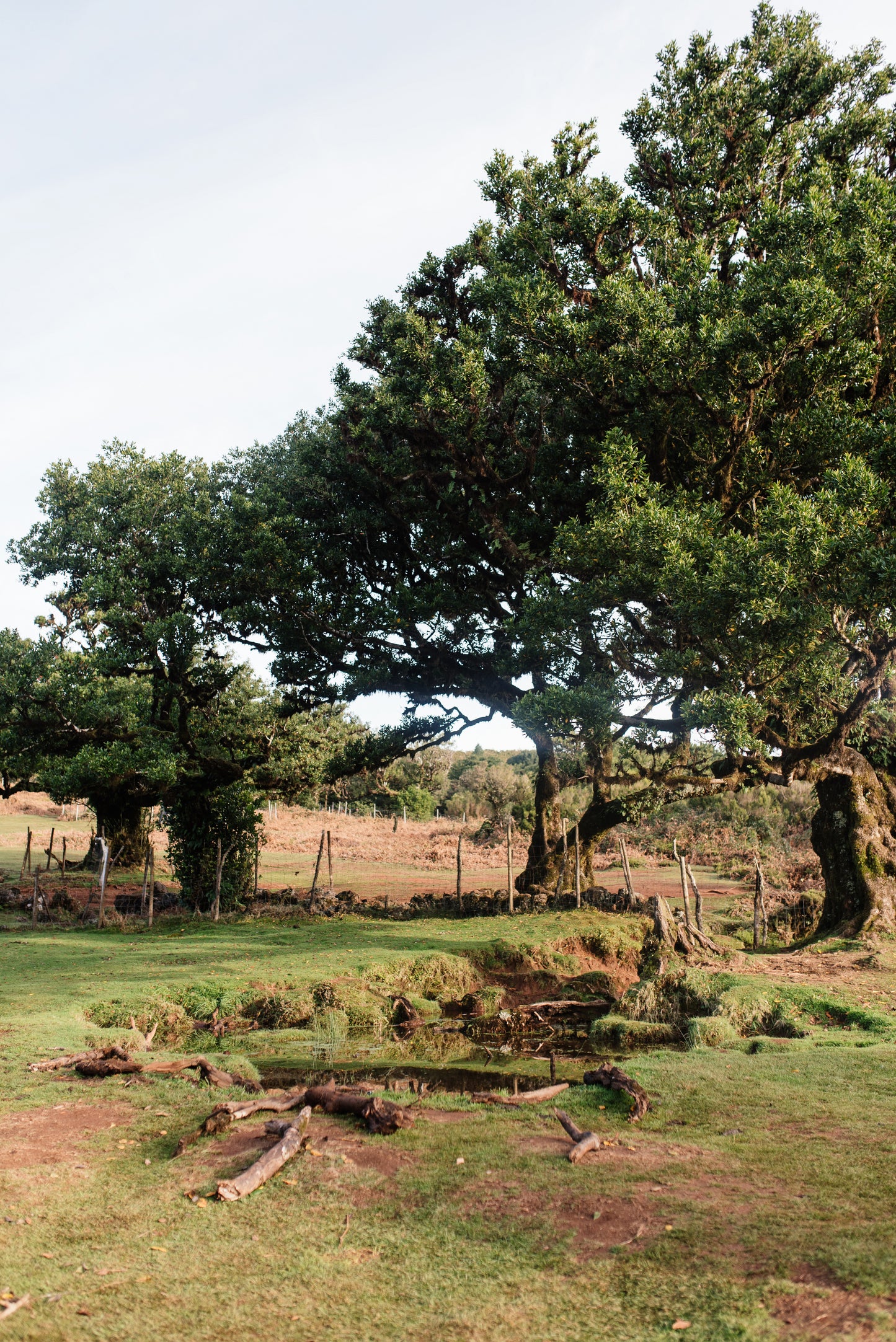 West Tour Madeira with Laurissilva Forest