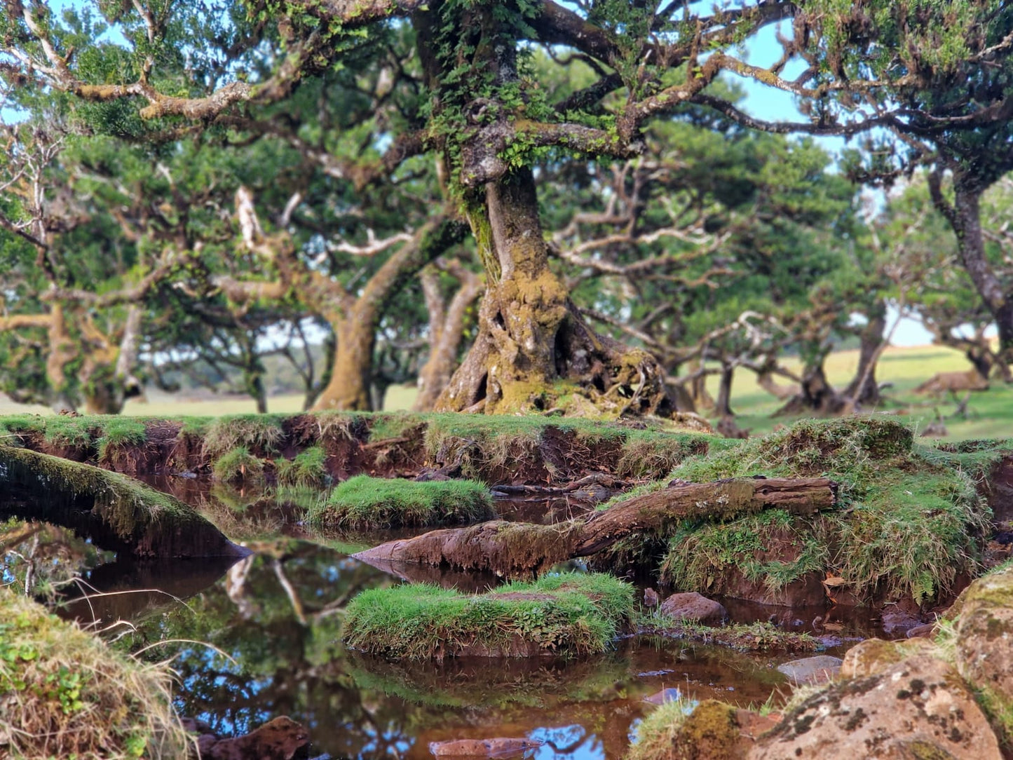 West Tour Madeira with Laurissilva Forest