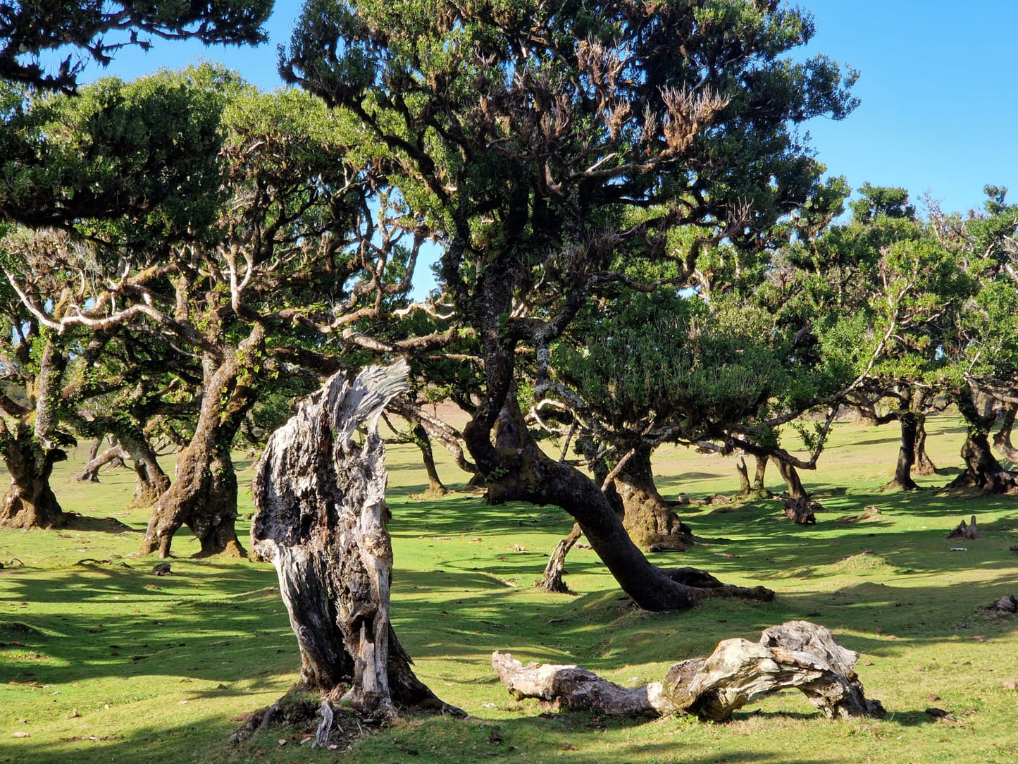 West Tour Madeira with Laurissilva Forest