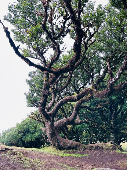 Jeep Tour Madeira with Laurissilva Forest (Full-day)