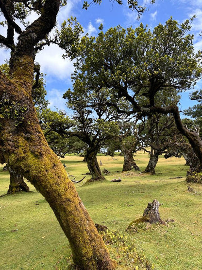 Jeep Tour Madeira with Laurissilva Forest (Full-day)