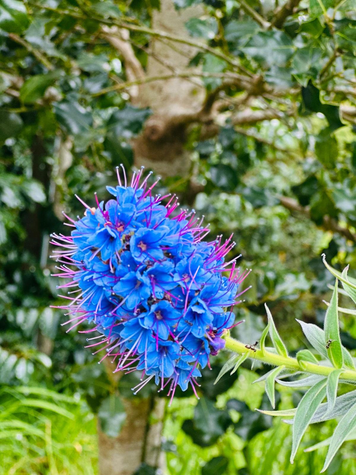 Jeep Tour Madeira with Laurissilva Forest (Full-day)