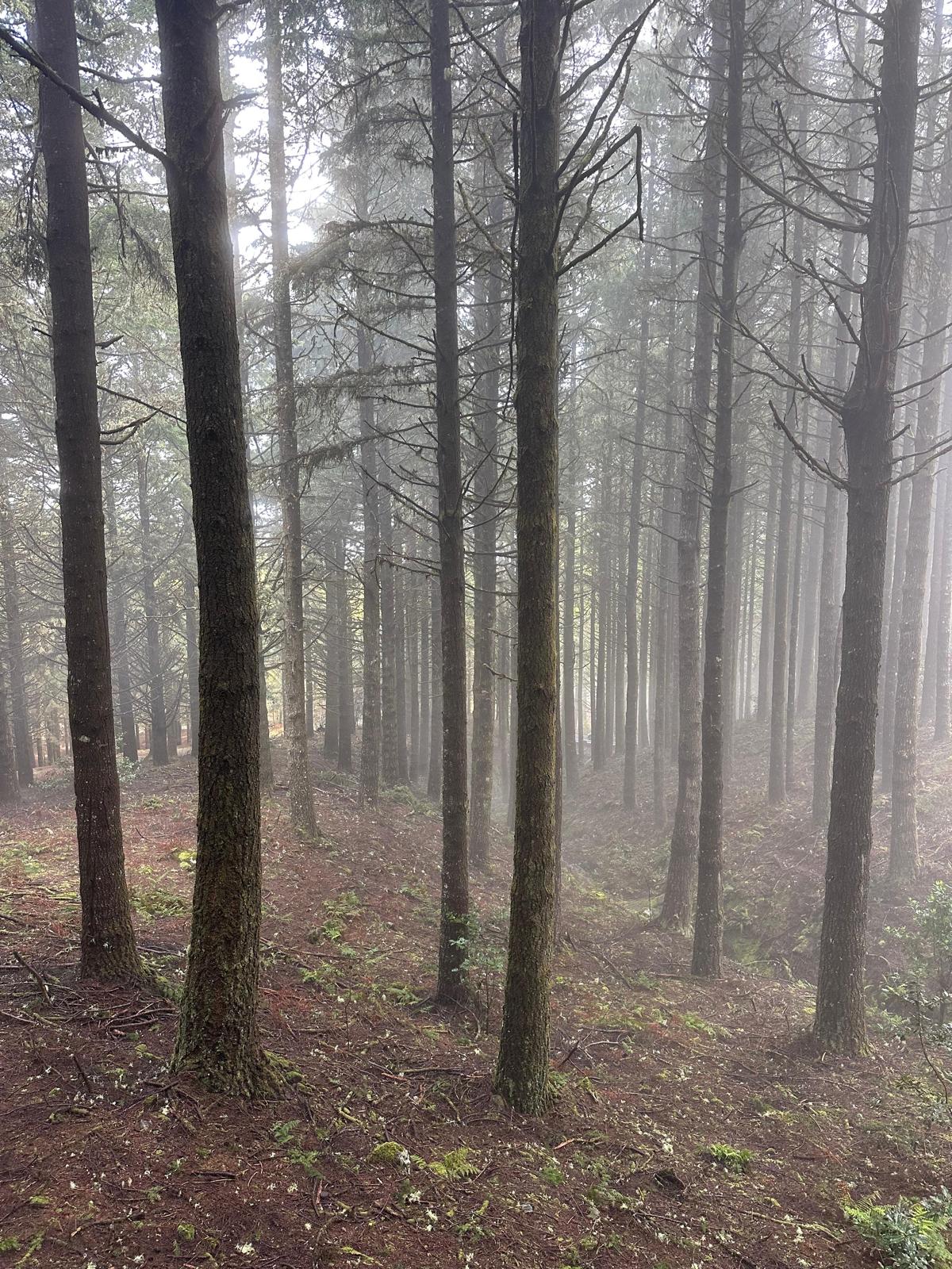 Jeep Tour Madeira with Laurissilva Forest (Full-day)