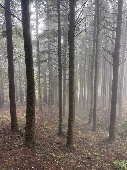 Jeep Tour Madeira with Laurissilva Forest (Full-day)