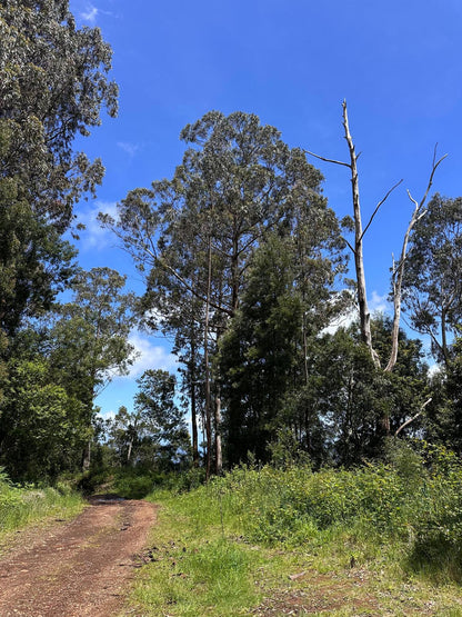 Jeep Tour Madeira with Laurissilva Forest (Full-day)