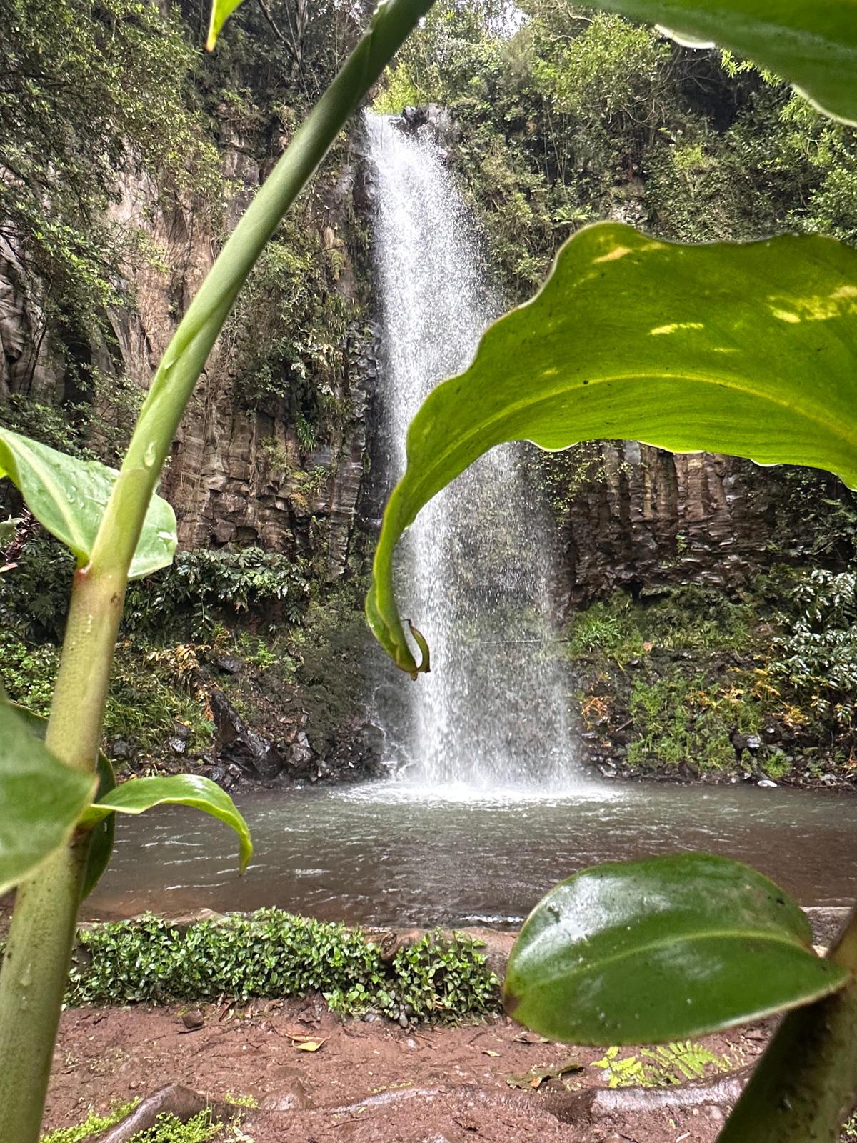 Jeep Tour Madeira with Laurissilva Forest (Full-day)