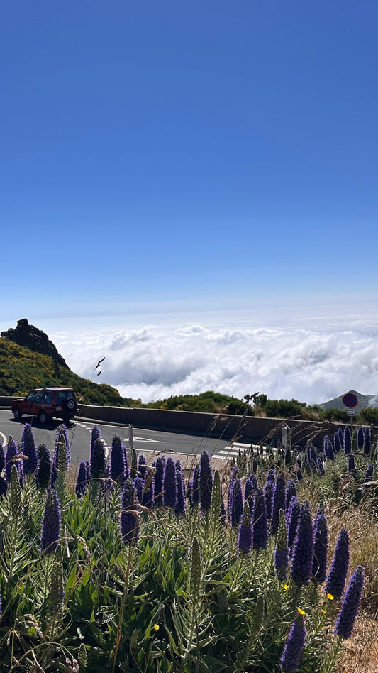 Jeep East Tour Madeira with Laurissilva Forest