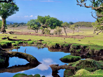 Tour Ouest de Madère avec la forêt Laurissilva